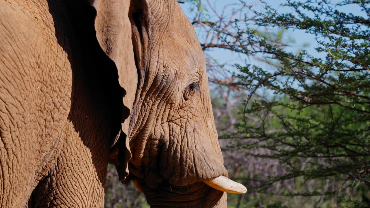 Elephant Profile in African Savanna