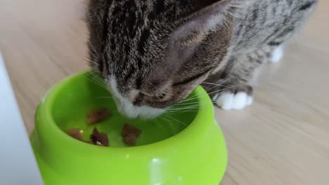 Close-Up-Footage-of-Cute-Tabby-Cat-Eating-Pet-Food-From-The-Bowl