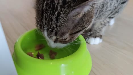 close up footage of cute tabby cat eating pet food from the bowl