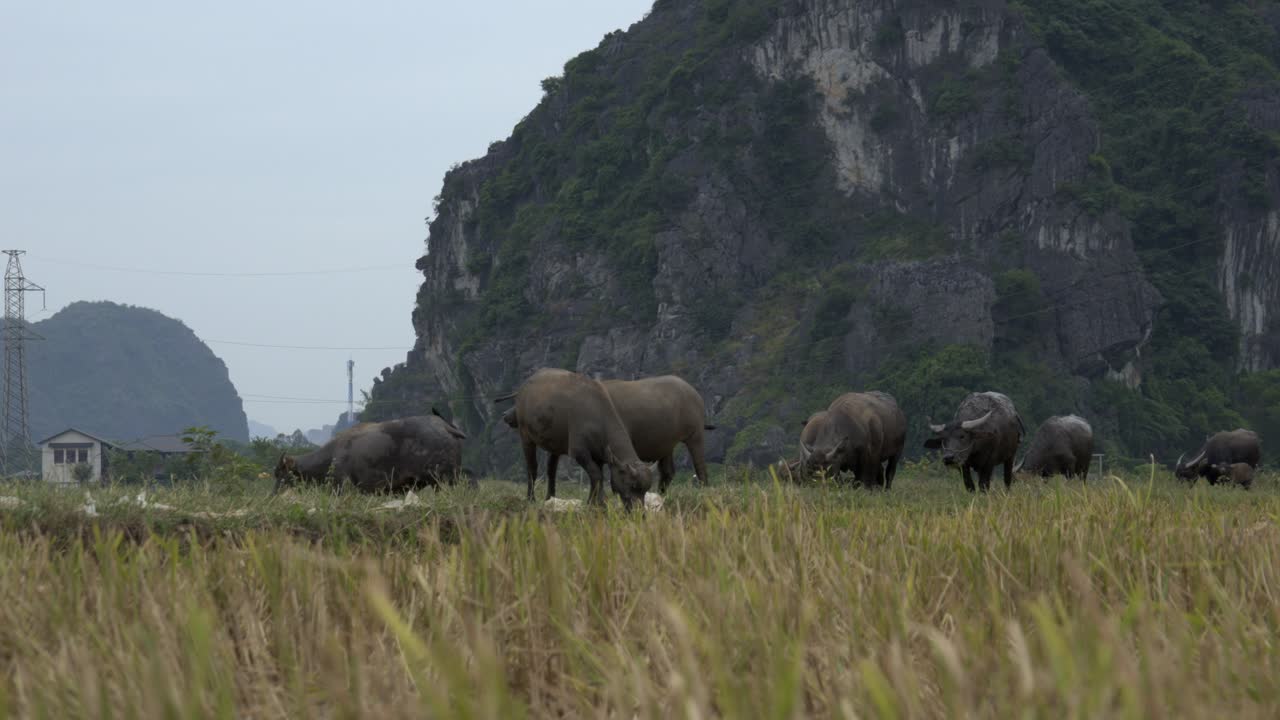 가우르 는 울창한 푸른 초원에서 조화롭게 함께 먹이를 먹습니다.