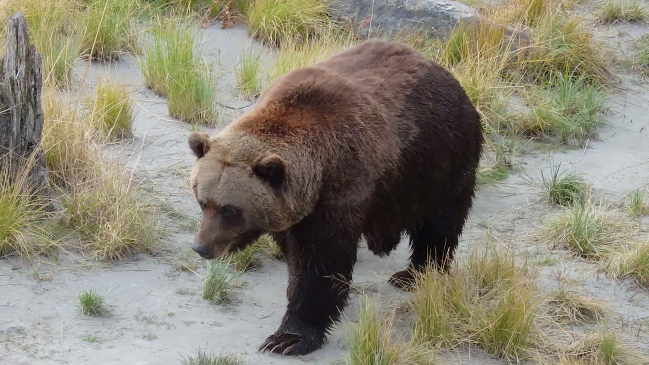 un gran oso grizzly de oso pardo de alaska camina por un sendero