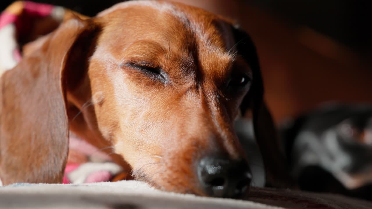 A red dachshund wearing a coat lies in a sunbeam, enjoying a quiet moment indoors on a chilly winter morning.