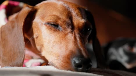 A red dachshund wearing a coat lies in a sunbeam, enjoying a quiet moment indoors on a chilly winter morning.