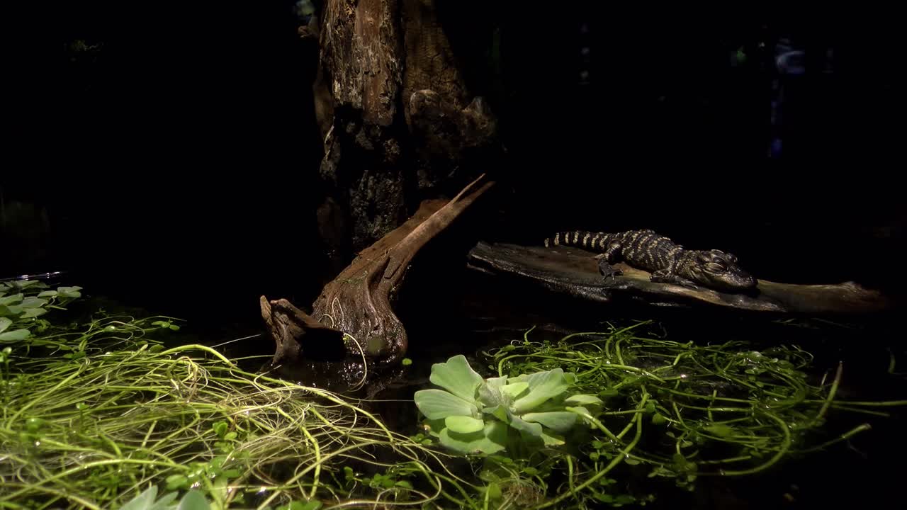 un pequeño cocodrilo en un recinto oscuro del zoológico
