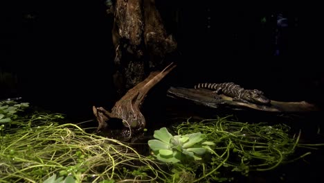 a small crocodile in a dark zoo enclosure