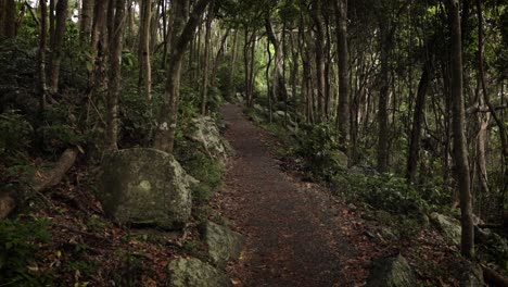 Vistas-A-Lo-Largo-De-Los-Senderos-Para-Caminar-En-El-Parque-Nacional-De-Burleigh-Heads,-Gold-Coast,-Australia