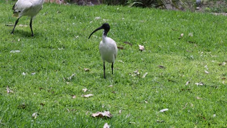 múltiples aves ibis que interactúan y se alimentan de hierba