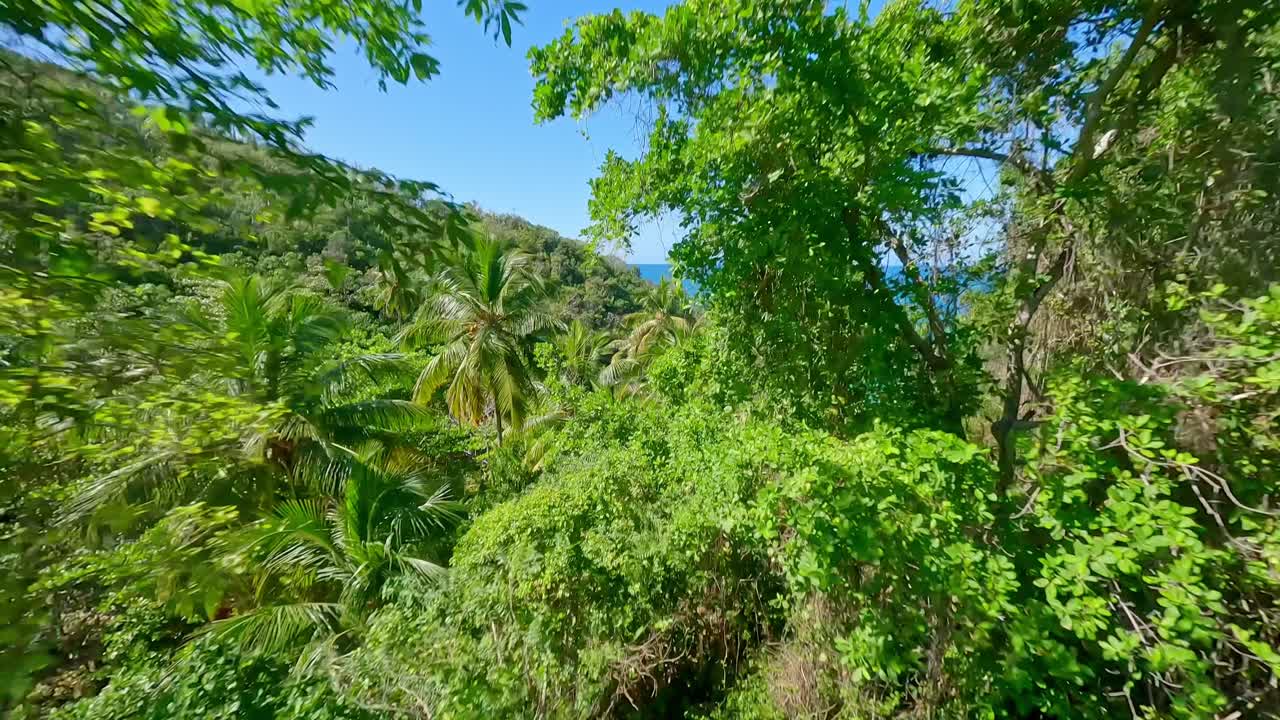 естественная красота пляжа пляя-онда через деревья, самана, доминиканская республика_fpv shot