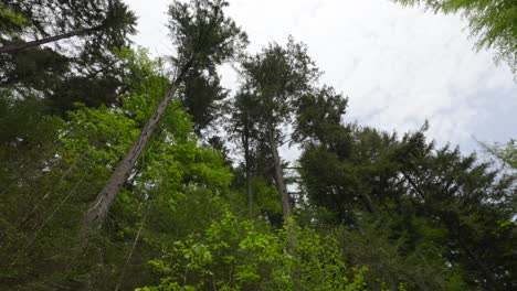 Upward-view-towards-sharp-pointed-branches-and-thin-tree-trunks-in-forest