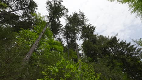 upward view towards sharp pointed branches and thin tree trunks in forest