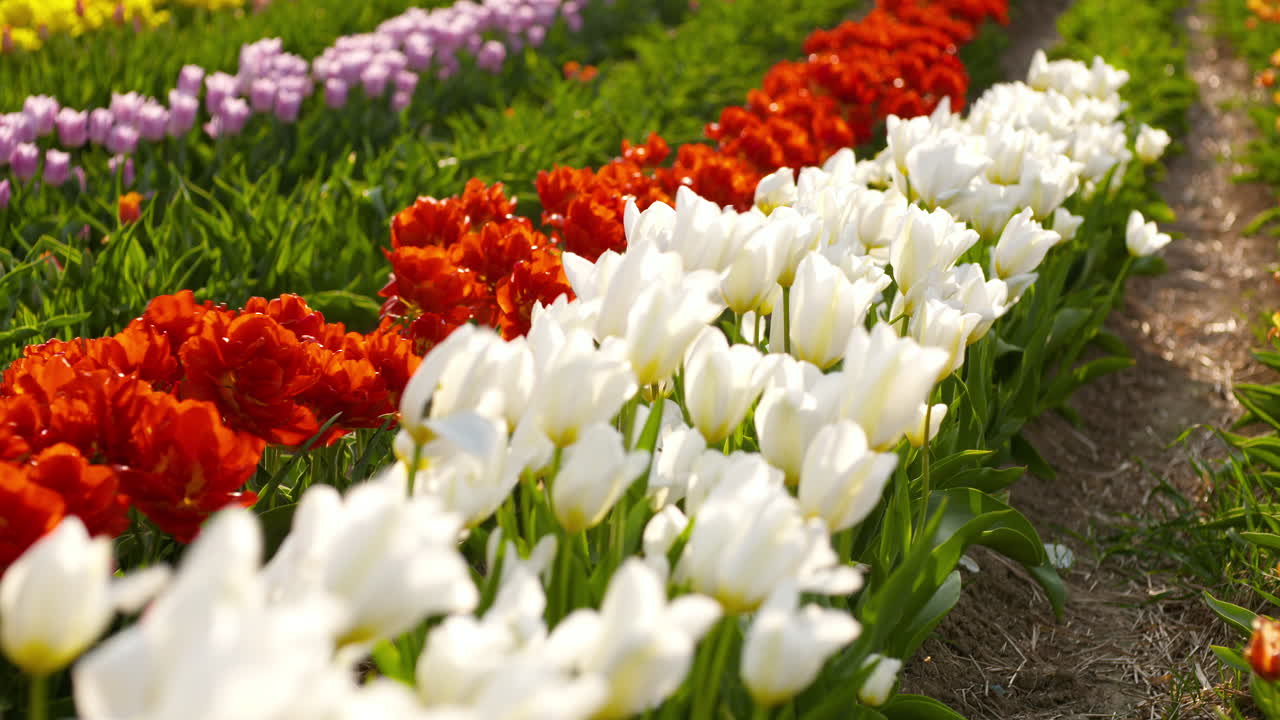 тюльпаны на агрикультурном поле голландия 28