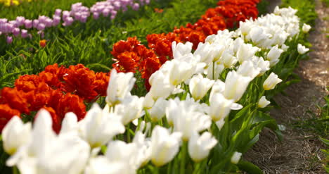 Tulipanes-En-El-Campo-De-Agruiculture-Holanda-28