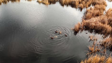 Kanadische-Gänse-Spielen-In-Einem-Teich,-Der-Von-Einem-Sumpf-Umgeben-Ist