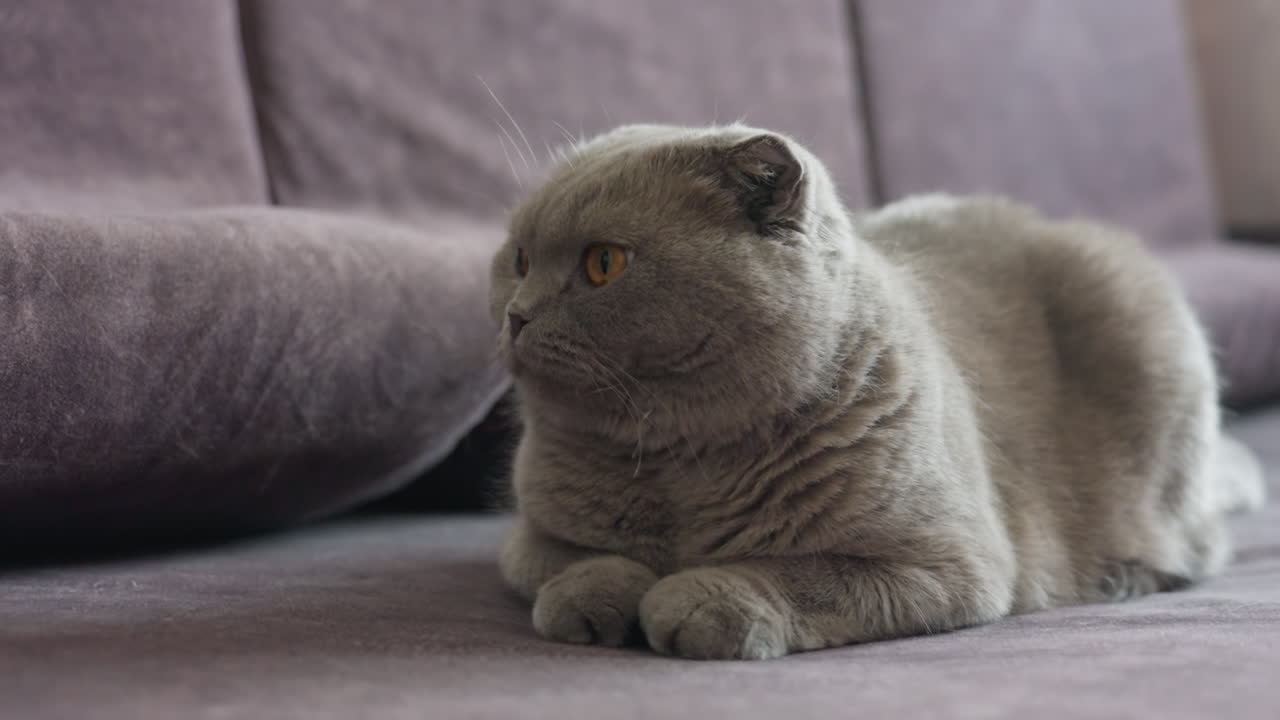Elegante ritratto felino, gatto Scottish dall'espressione calma, un sereno Scottish Fold riposa su un comodo mobile, un gatto reale di razza Scottish che guarda direttamente con composta eleganza in interni