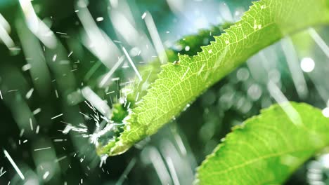 drops of rain fall on the leaves close up. slow motion.