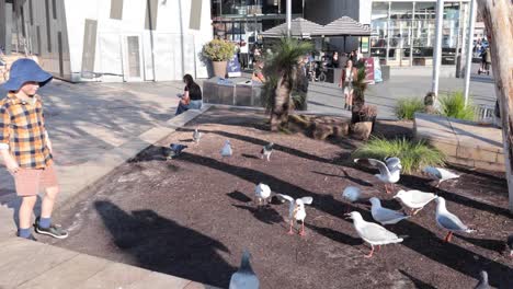 a child interacts with pigeons in a public area