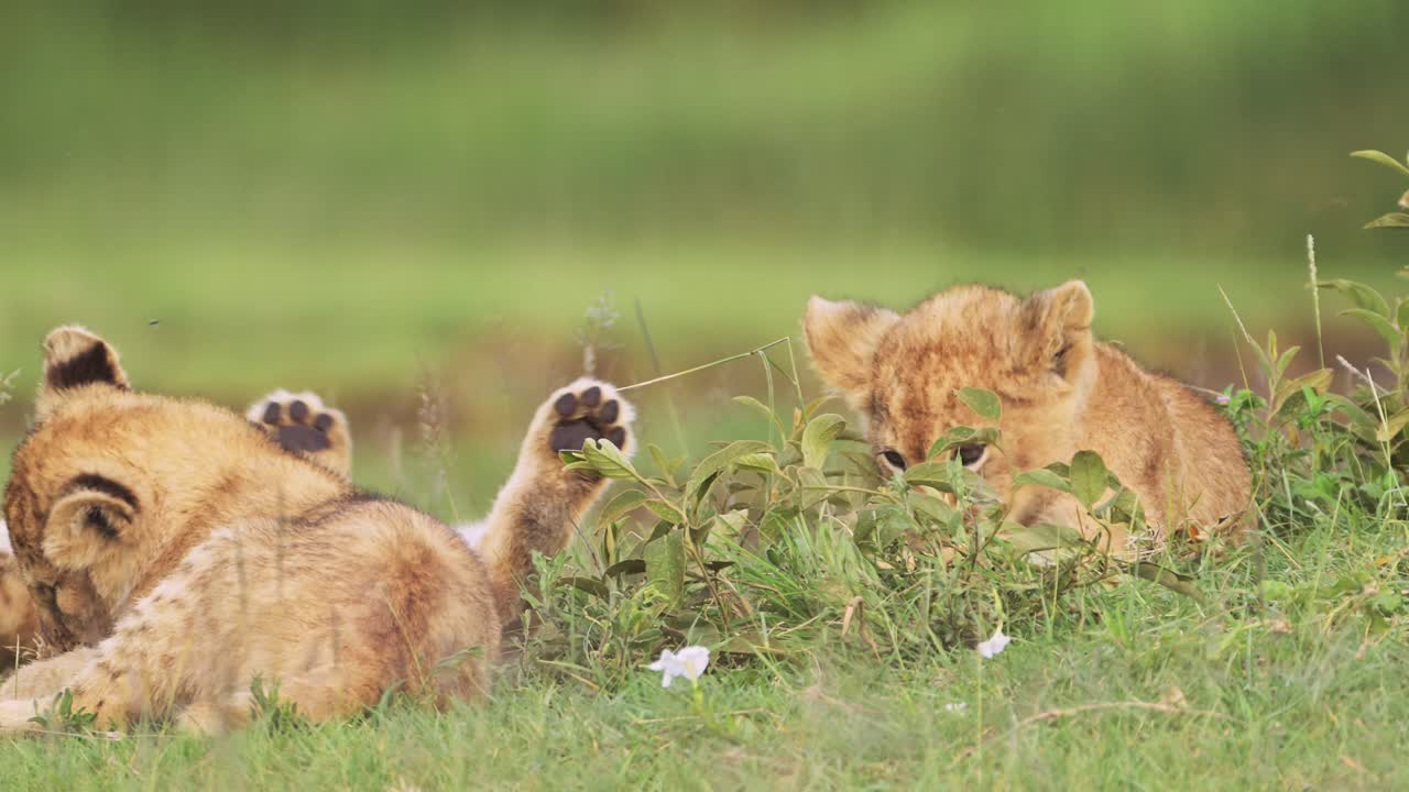 Lion Cubs Playing in Tanzania in Africa in Serengeti National Park, Cute Playful Young Baby Funny Animals, Lion Cub in Serengeti, Low Angle Shot on African Wildlife Safari in Green Grass Scenery