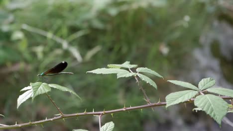 el damselfy verde posado en una hoja en una rama con espinas despega