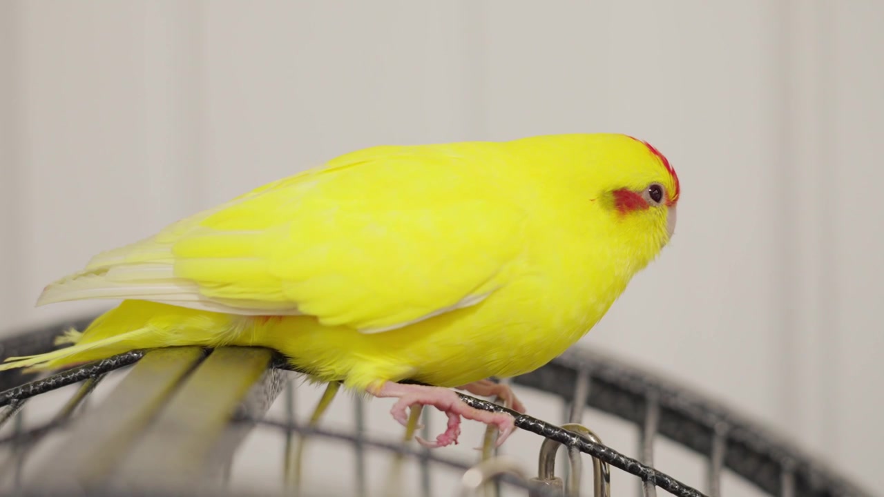Kakariki hembra amarilla posada en el techo de su jaula