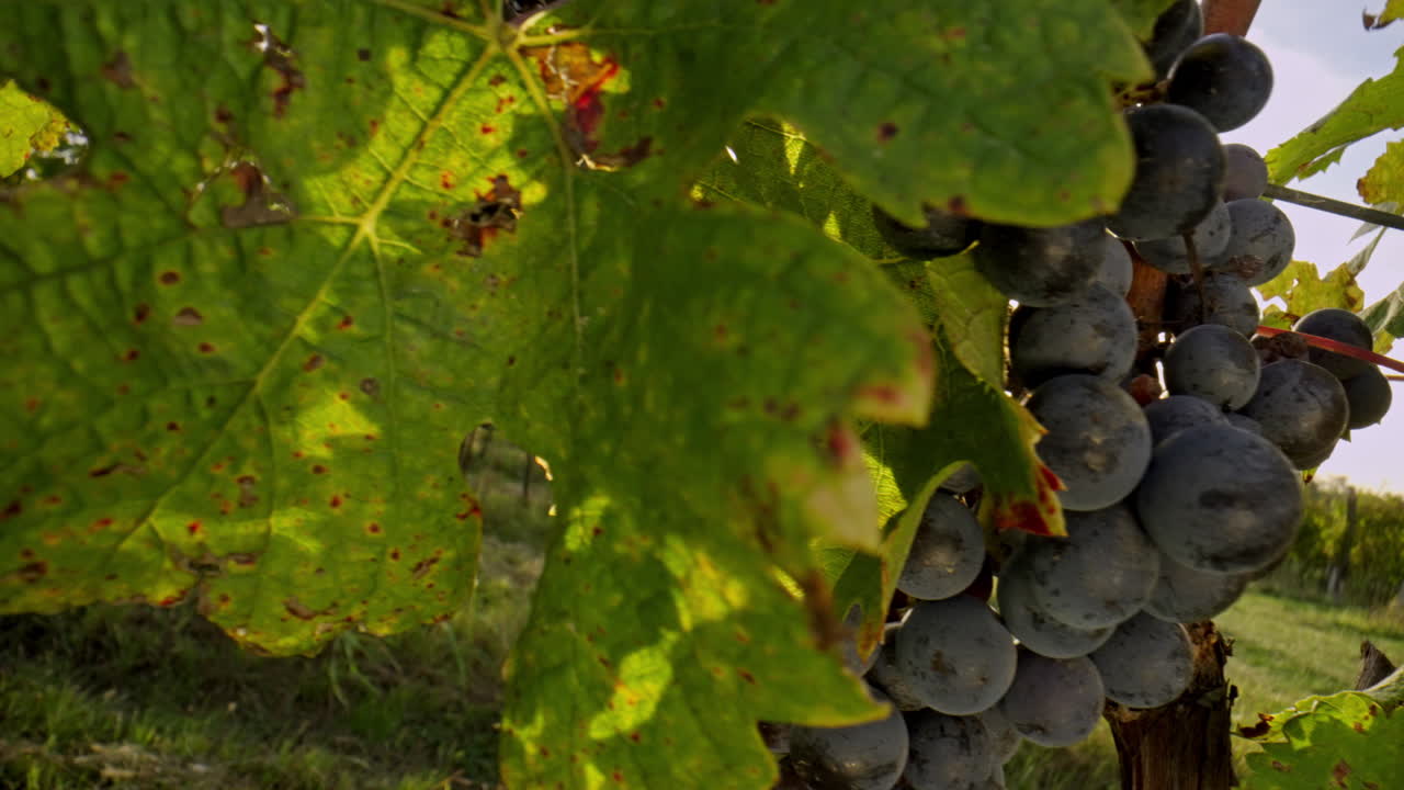 Close-up of Ripe Grapes in a Vineyard