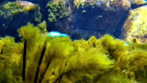 underwater scene of wrasses marine fish