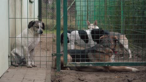 stray dogs in an iron cage