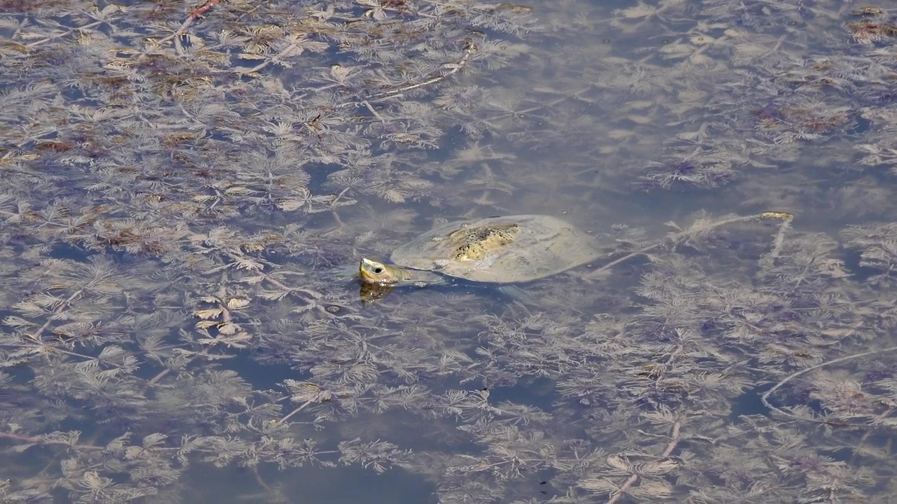 A Turtle Swimming in a Shallow Pond with Aquatic Plants