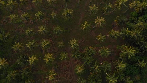 Palm-trees-forrest-in-the-morning,-Droneshot