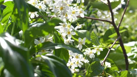 Bird-Cherry--and-Spring-Flowers-foliage