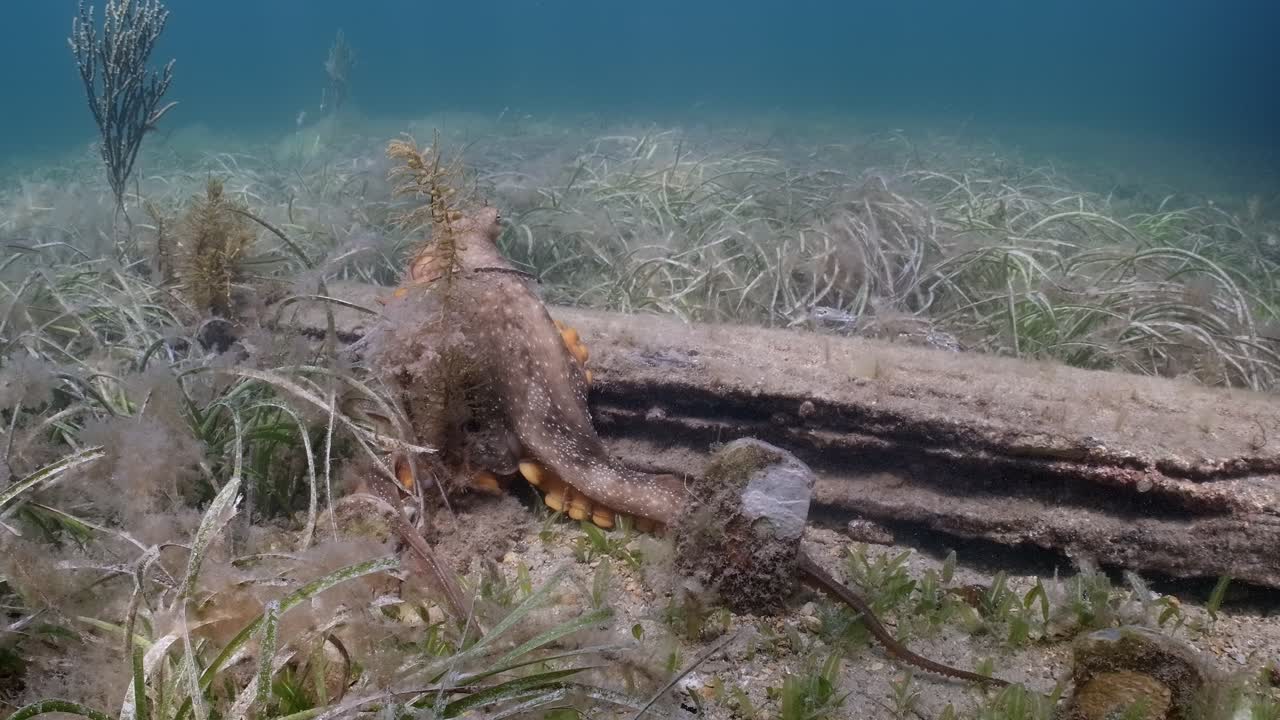 pulpo maorí macroctopus propulsión a chorro bajo el agua y nadando en lechos de hierba marina y bajo el muelle 4k 60fps