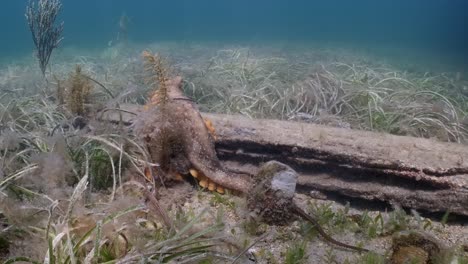 Maori-Octopus-Macroctopus-Antrieb,-Der-Unter-Wasser-Spritzt-Und-Auf-Seegrasbetten-Und-Unter-Pier-4k-60fps-Schwimmt