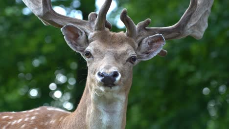 European-Fallow-Dear-buck-looking-directly-at-camera