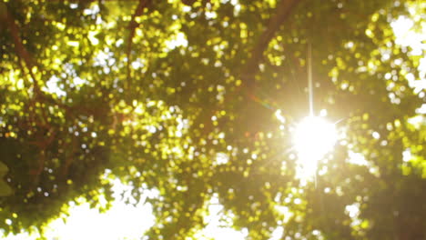 Sunshine-through-yellow-green-leaves,-blurred-low-angle-view,-spinning-shot