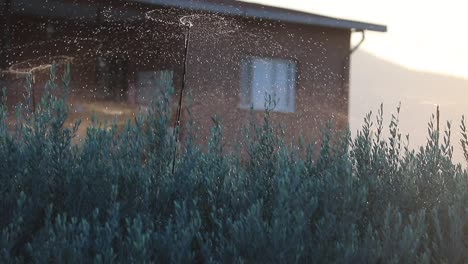 the-olive-trees-irrigated-in-the-front,-house-in-the-background