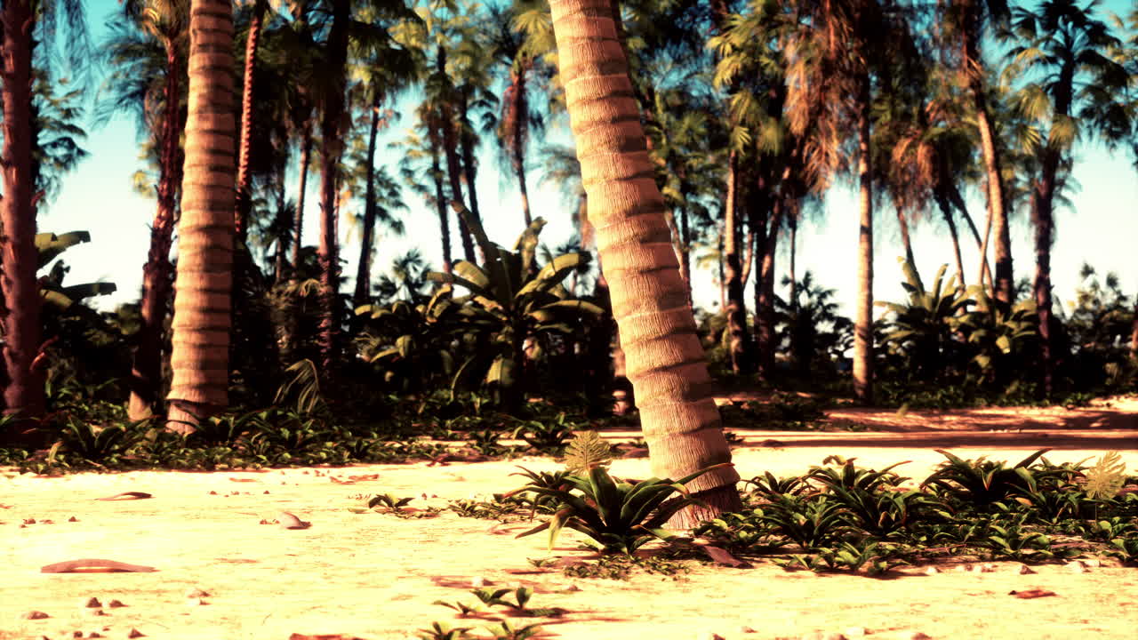 Tropical Beach with Palm Trees