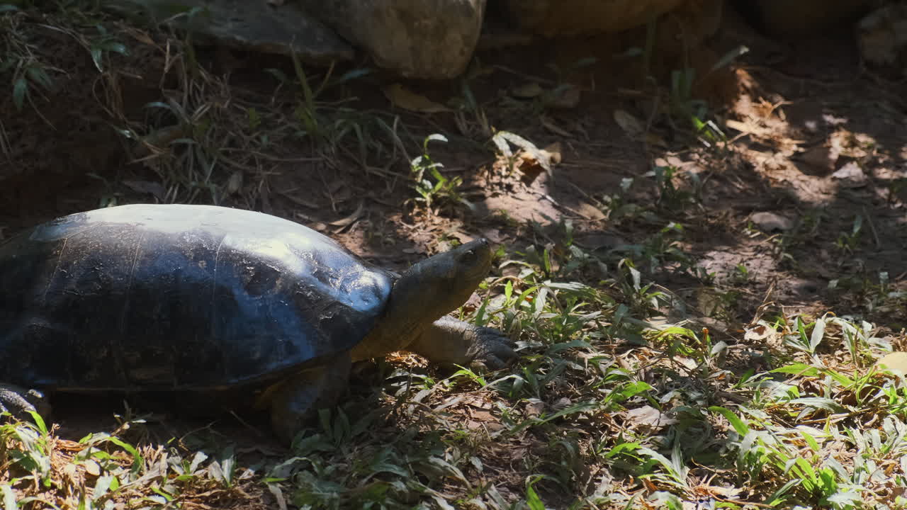 Turtle in a Natural Habitat