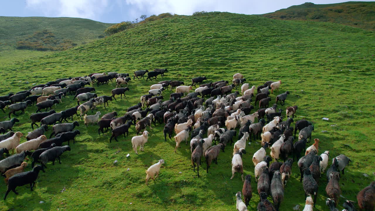 Pecore si muovono verso l'alto sul verde paesaggio collinare del Nepal, in greggi, per pascolare l'erba.