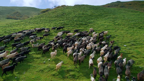 sheep move upward green hill landscape of nepal in flocks to graze grasses