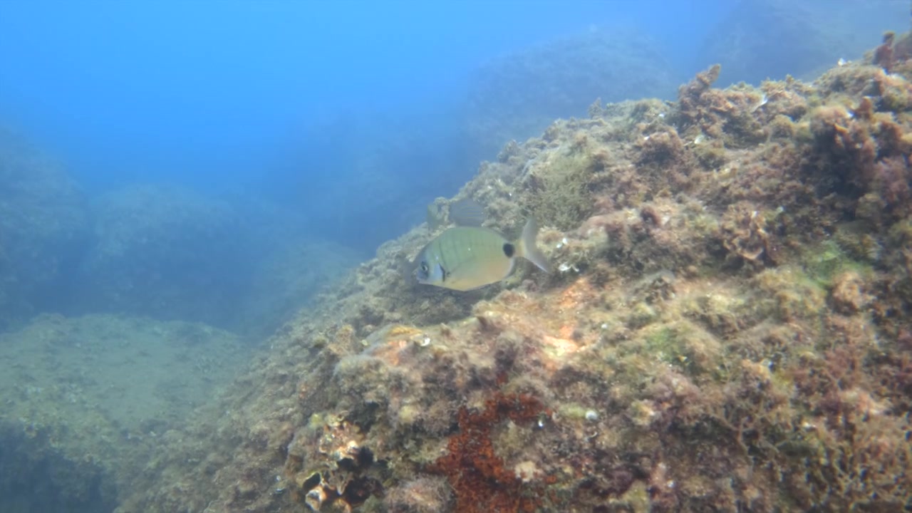 Underwater scene with multiple fish swimming near a rock covered in green and brown algae, showing marine life and ecosystem