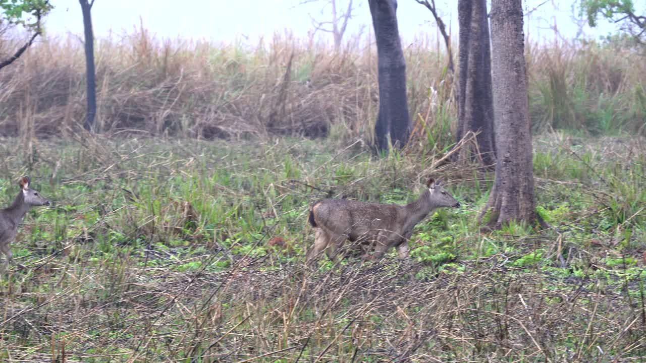 Due cervi sambar che camminano nell'erba alta del Parco Nazionale di Chitwan