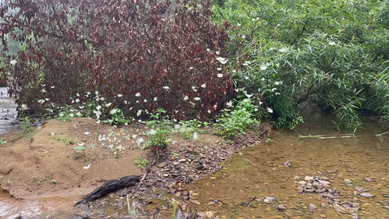 하 ⁇  나비 들 이 강변 에 날아다니고 있다