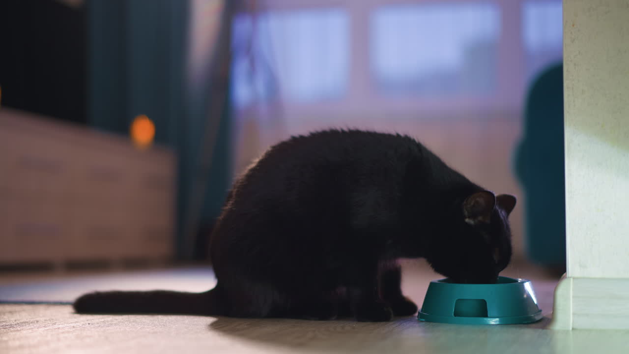 Silent Evening Companion With Bright Glowing Eyes Watchfully Observing, Black Cat With Alert Stance And Luminous Eyes Sits Quietly Beside Vibrant Turquoise Dish In Dimly Lit Living Space
