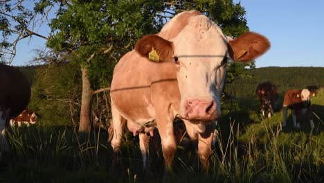 Cow-grazing-on-a-meadow-looking-into-the-camera