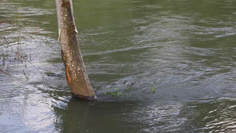 Árbol-4k-Sumergido-En-Río-Que-Fluye