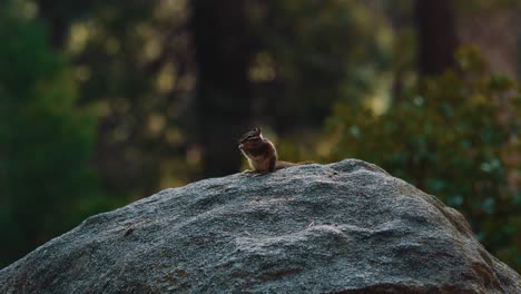 Cute-chipmunk-on-a-rock-eating-and-moving