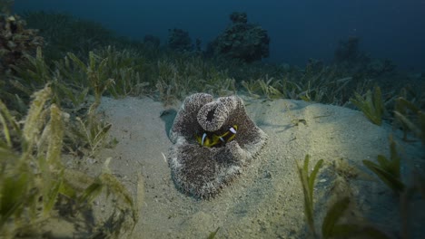 Rotes-Meer.-Clownfisch-Und-Anemone