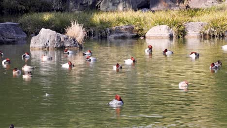 ducks glide peacefully across calm water.