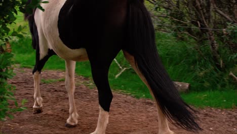 shots of friendly icelandic horses at the farm