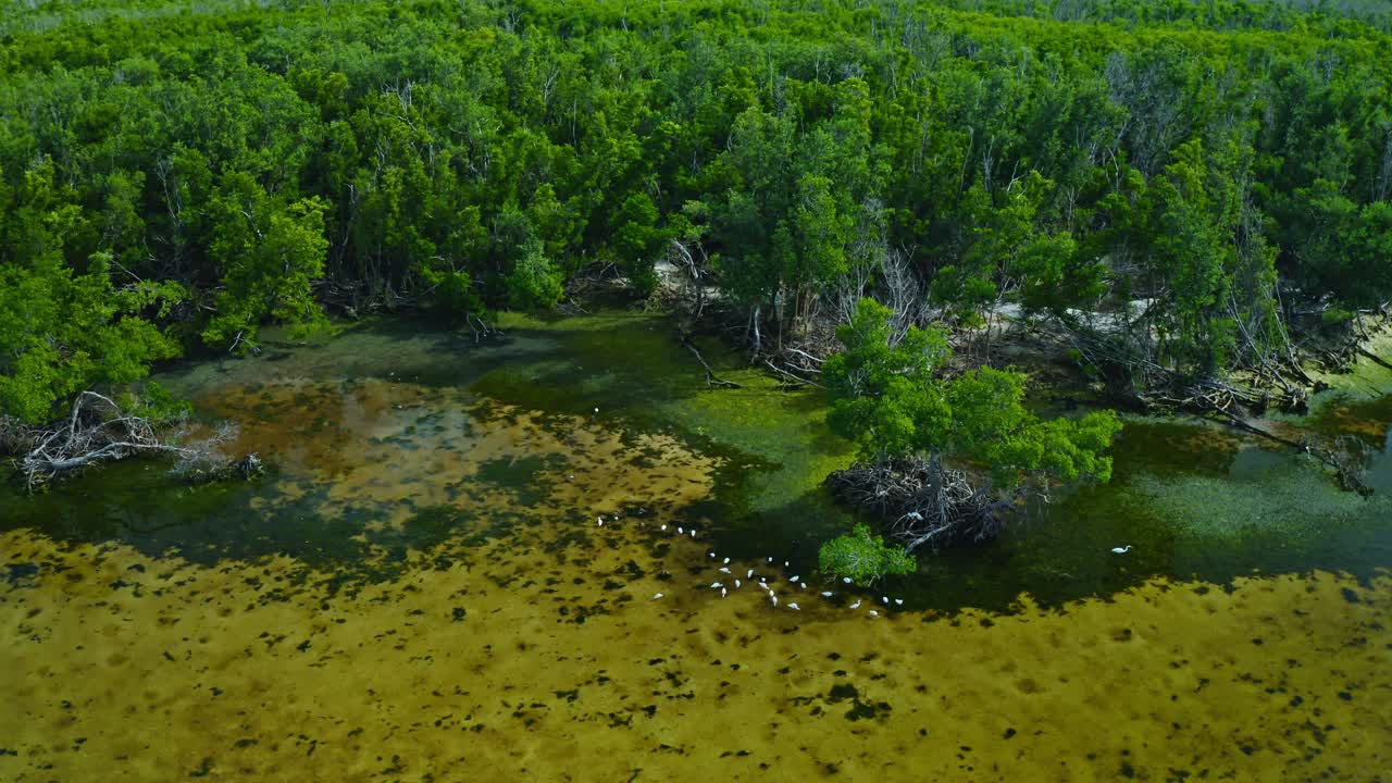 Pássaros brancos estão reunidos e andando na água costeira rasa e cristalina, adjacente a exuberantes manguezais, destacando a biodiversidade desse ecossistema úmido em um ambiente natural.