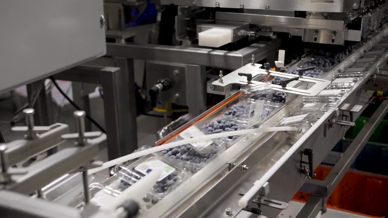 una planta de procesamiento y envasado de arándanos